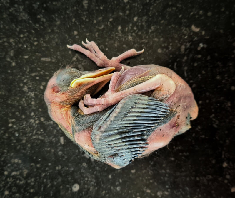 Marjolein Lensink – Neijzing