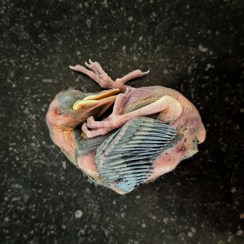 foto van Marjolein Lensink - Neijzing